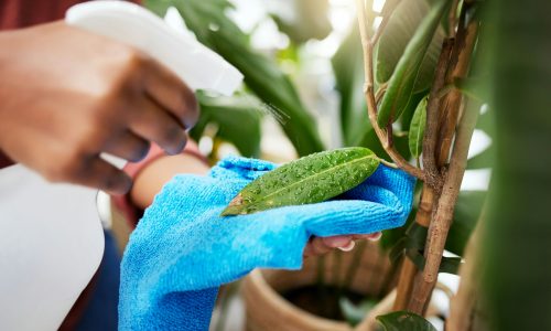 hand-plant-and-spray-bottle-with-a-woman-cleaning-GXVXERA